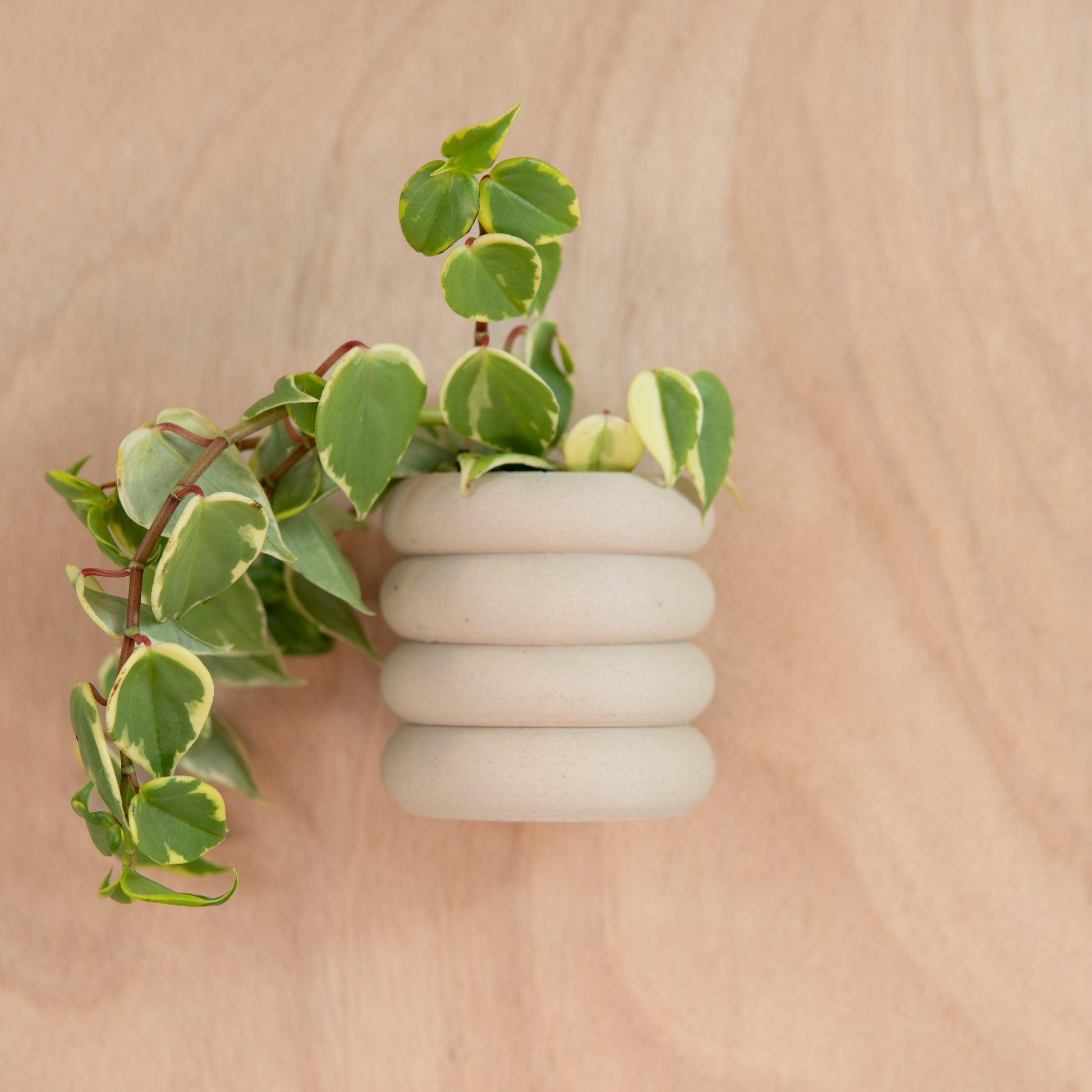 hanging pot plants nz Boulder